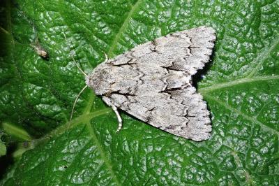 <i>Acronicta</i>