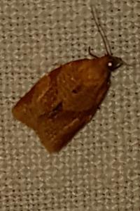 <i>Clepsis consimilana</i>