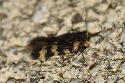 <i>Oegoconia</i>