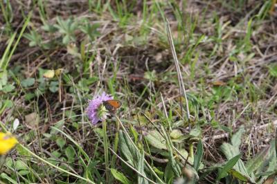 <i>Coenonympha pamphilus</i>