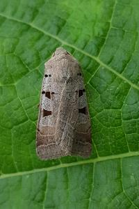 <i>Eugnorisma glareosa</i>