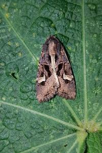 <i>Trigonophora flammea</i>