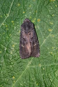 <i>Aporophyla nigra</i>