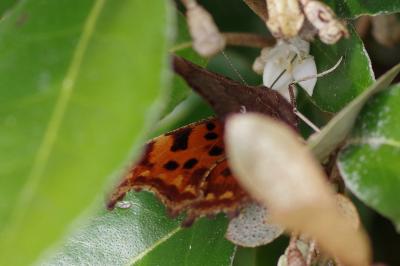 <i>Polygonia c-album</i>
