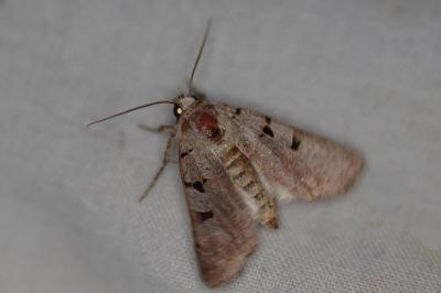 <i>Eugnorisma glareosa</i>