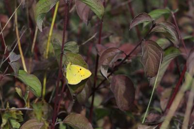 <i>Colias crocea</i>
