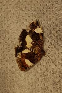 <i>Tyta luctuosa</i>