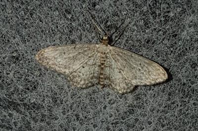 <i>Idaea seriata</i>