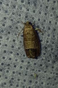 <i>Cydia pomonella</i>