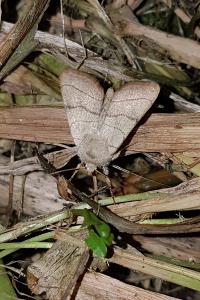 <i>Charanyca trigrammica</i>