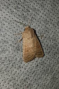 <i>Hoplodrina ambigua</i>