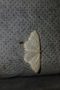 <i>Idaea subsericeata</i>