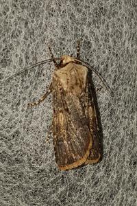 <i>Agrotis puta</i>