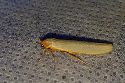 <i>Manulea complana</i>