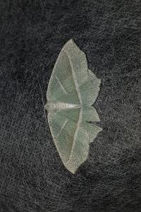 <i>Campaea margaritaria</i>