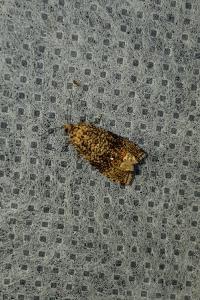 <i>Celypha lacunana</i>