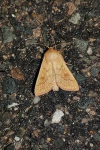 <i>Mythimna vitellina</i>