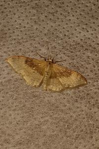 <i>Idaea degeneraria</i>