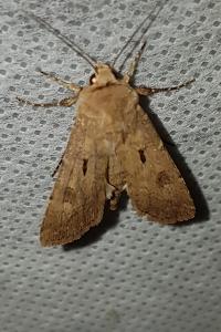 <i>Agrotis exclamationis</i>