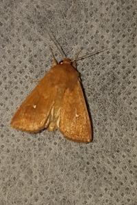 <i>Mythimna albipuncta</i>