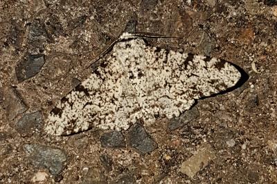 <i>Biston betularia</i>