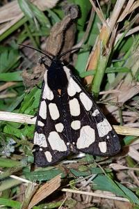 <i>Arctia villica</i>