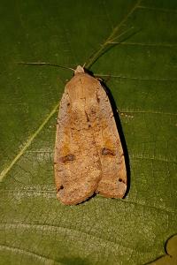 <i>Noctua pronuba</i>