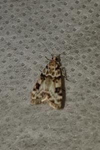 <i>Eudonia delunella</i>