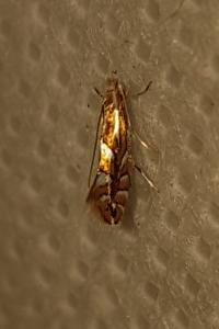 <i>Phyllonorycter</i>
