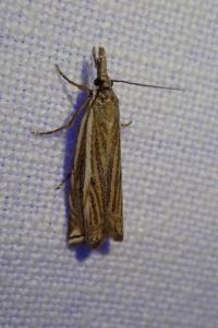 <i>Crambus lathoniellus</i>