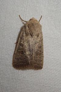 <i>Hoplodrina ambigua</i>