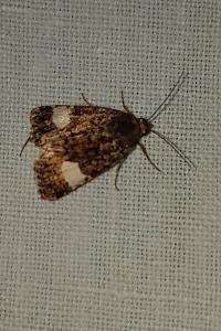<i>Tyta luctuosa</i>