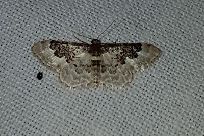 <i>Idaea rusticata</i>