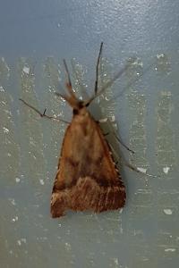 <i>Synaphe punctalis</i>