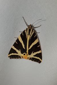 <i>Euplagia quadripunctaria</i>