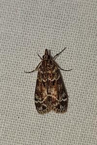 <i>Eudonia mercurella</i>