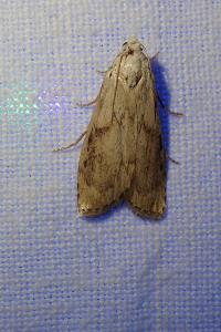 <i>Aphomia sociella</i>