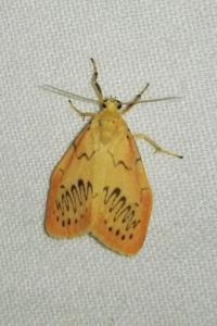 <i>Miltochrista miniata</i>