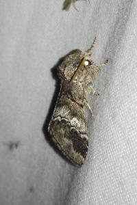 <i>Drymonia querna</i>
