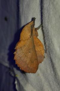 <i>Gastropacha quercifolia</i>