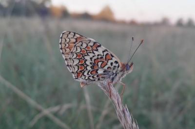 <i>Melitaea phoebe</i>