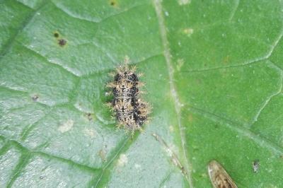 <i>Araschnia levana</i>