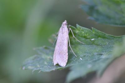 Nomophila noctuella