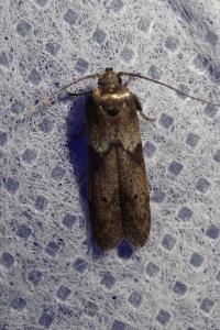 <i>Blastobasis glandulella</i>