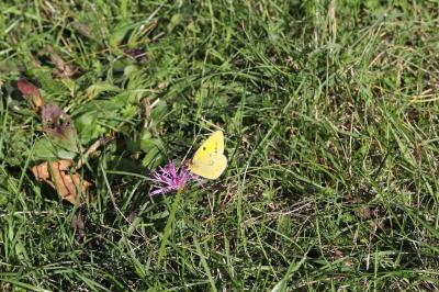 <i>Colias crocea</i>