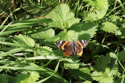 <i>Vanessa atalanta</i>