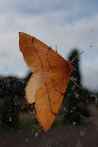 <i>Colotois pennaria</i>