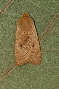 <i>Leptologia macilenta</i>
