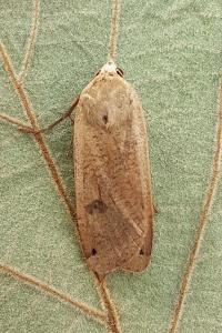 <i>Noctua pronuba</i>