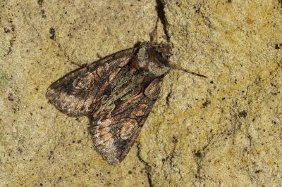 <i>Allophyes oxyacanthae</i>